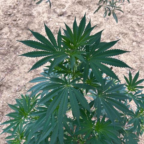 San Miguel growlog timeline photo