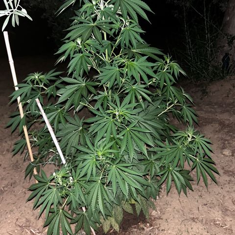 San Miguel growlog photo: Terza spruzzata olio di neem
Altezza 128cm