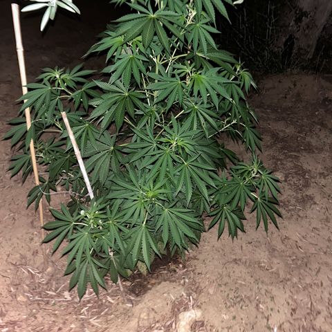 San Miguel growlog photo: Terza spruzzata olio di neem
Altezza 128cm