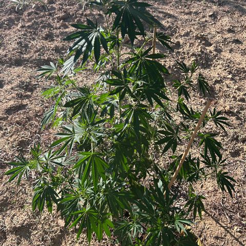 San Miguel growlog photo: Primo giorno con 12ml biogrow
3ml mix
3ml l’altro 