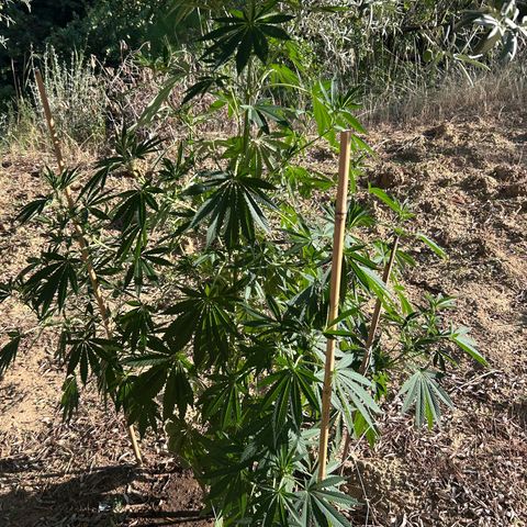 San Miguel growlog photo: Primo giorno con 12ml biogrow
3ml mix
3ml l’altro 