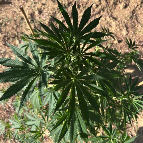 San Miguel growlog photo: Primo giorno con 12ml biogrow
3ml mix
3ml l’altro 