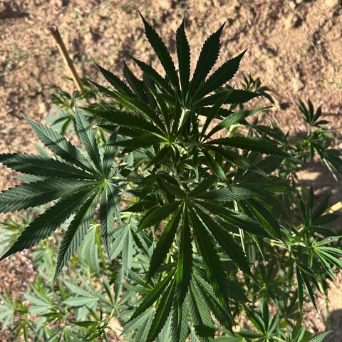 San Miguel growlog photo: Primo giorno con 12ml biogrow
3ml mix
3ml l’altro 