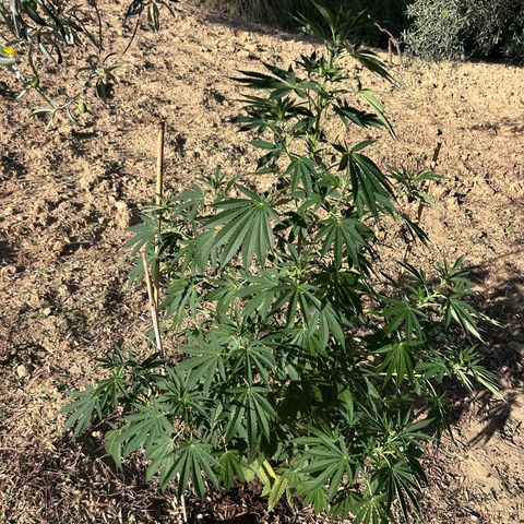 San Miguel growlog photo: Primo giorno con 12ml biogrow
3ml mix
3ml l’altro 