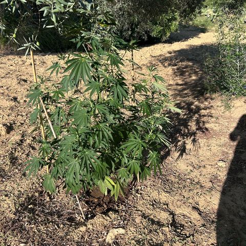 San Miguel growlog photo: Primo giorno con 12ml biogrow
3ml mix
3ml l’altro 