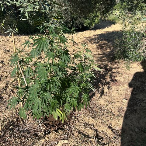 San Miguel growlog photo: Primo giorno con 12ml biogrow
3ml mix
3ml l’altro 