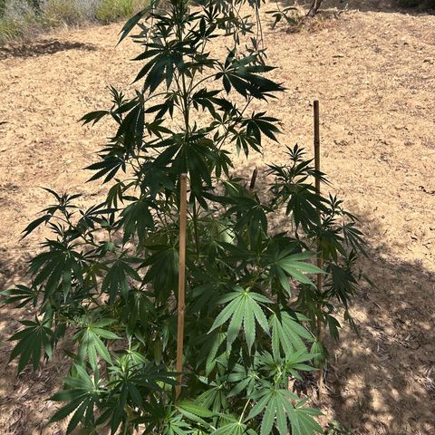 San Miguel growlog photo: Sente caldo e le estremità dei rametti tendono a stare verso il basso o a non aprirsi