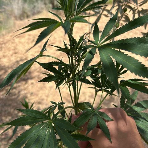 San Miguel growlog photo: Sente caldo e le estremità dei rametti tendono a stare verso il basso o a non aprirsi