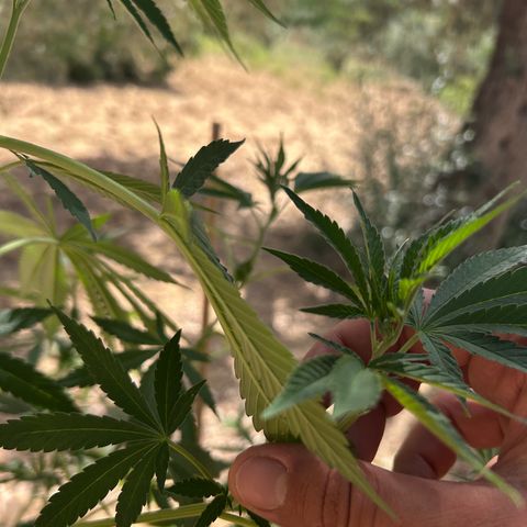 San Miguel growlog photo: Sente caldo e le estremità dei rametti tendono a stare verso il basso o a non aprirsi