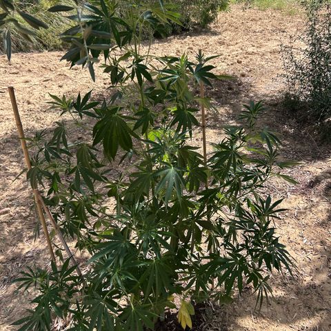 San Miguel growlog photo: Sente caldo e le estremità dei rametti tendono a stare verso il basso o a non aprirsi