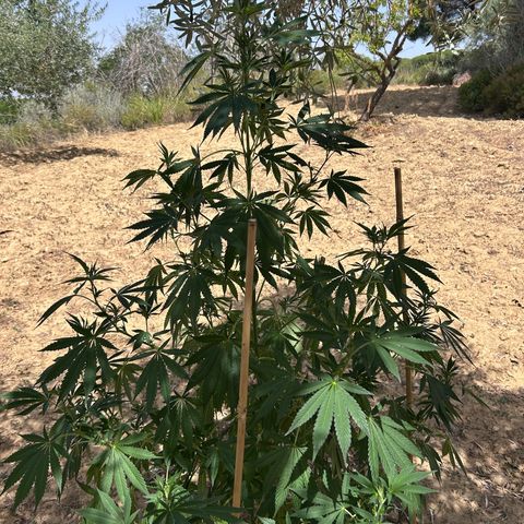 San Miguel growlog photo: Sente caldo e le estremità dei rametti tendono a stare verso il basso o a non aprirsi