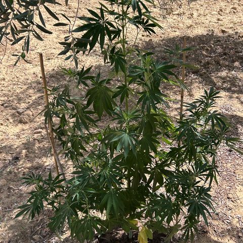 San Miguel growlog photo: Sente caldo e le estremità dei rametti tendono a stare verso il basso o a non aprirsi