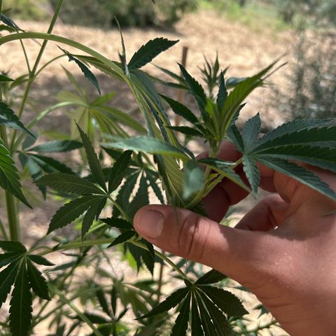 San Miguel growlog photo: Sente caldo e le estremità dei rametti tendono a stare verso il basso o a non aprirsi