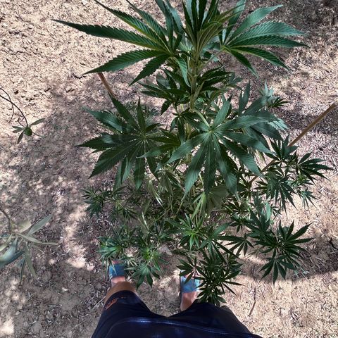 San Miguel growlog photo: Sente caldo e le estremità dei rametti tendono a stare verso il basso o a non aprirsi