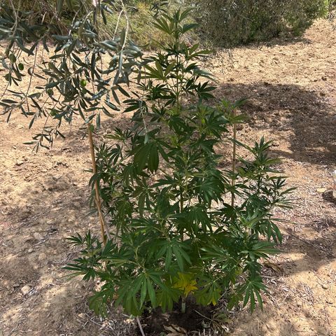 San Miguel growlog timeline photo