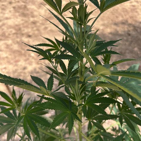 San Miguel growlog timeline photo