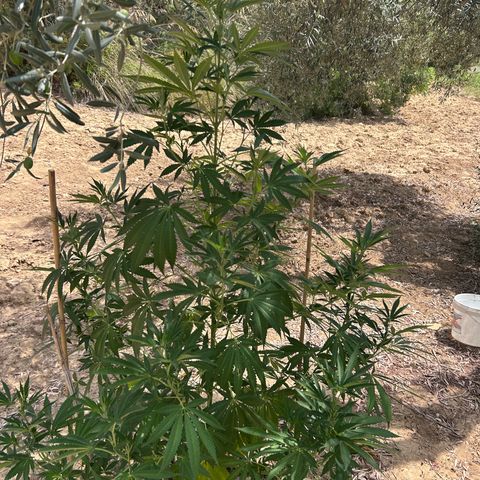 San Miguel growlog timeline photo