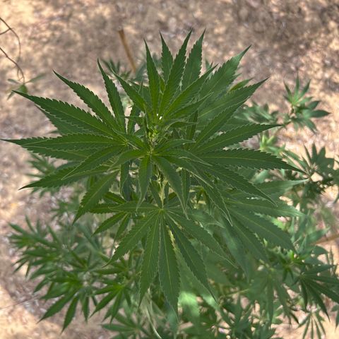 San Miguel growlog timeline photo