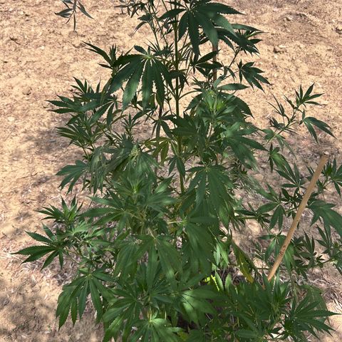 San Miguel growlog timeline photo