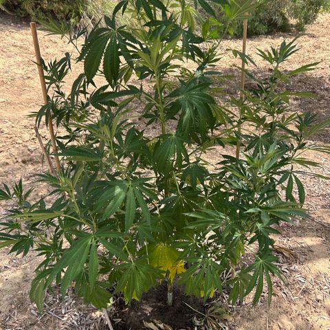San Miguel growlog timeline photo