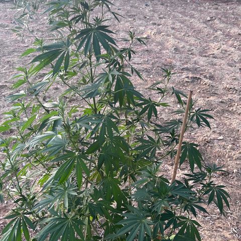 San Miguel growlog timeline photo