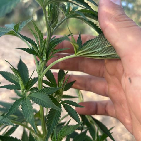 San Miguel growlog timeline photo