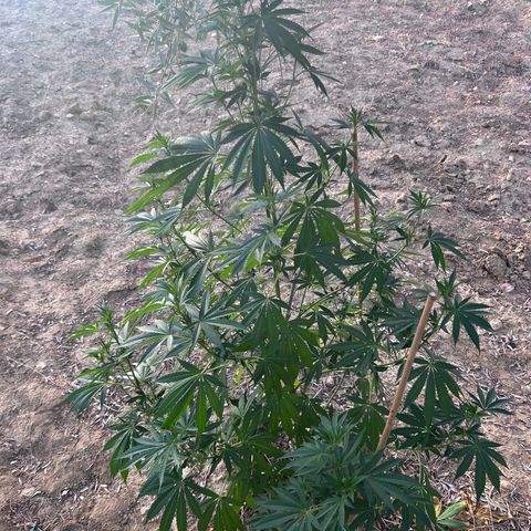 San Miguel growlog timeline photo