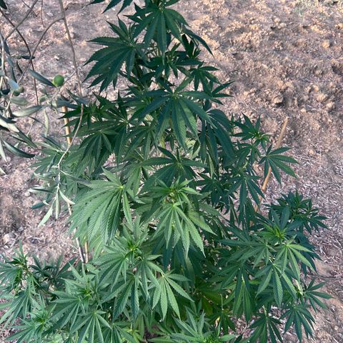 San Miguel growlog timeline photo