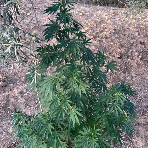 San Miguel growlog timeline photo