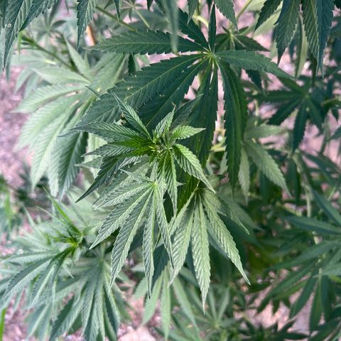 San Miguel growlog timeline photo
