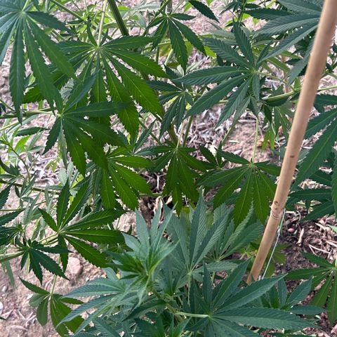 San Miguel growlog timeline photo
