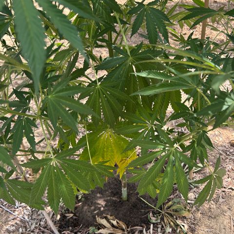 San Miguel growlog timeline photo