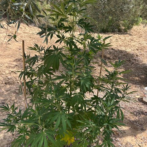 San Miguel growlog timeline photo