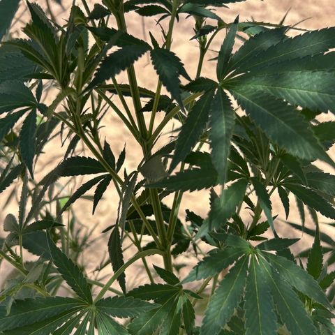 San Miguel growlog timeline photo