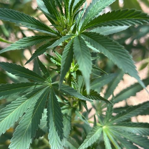 San Miguel growlog timeline photo