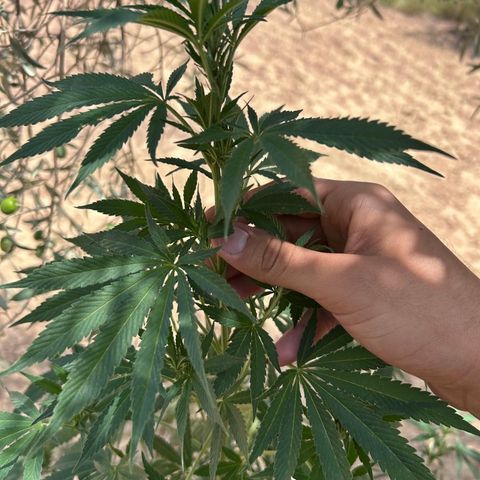 San Miguel growlog timeline photo