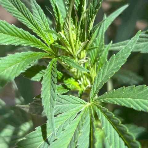 San Miguel growlog timeline photo