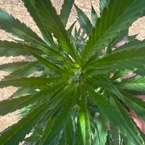 San Miguel growlog timeline photo