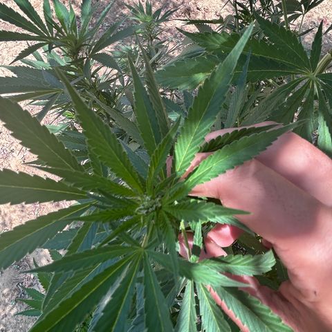 San Miguel growlog timeline photo