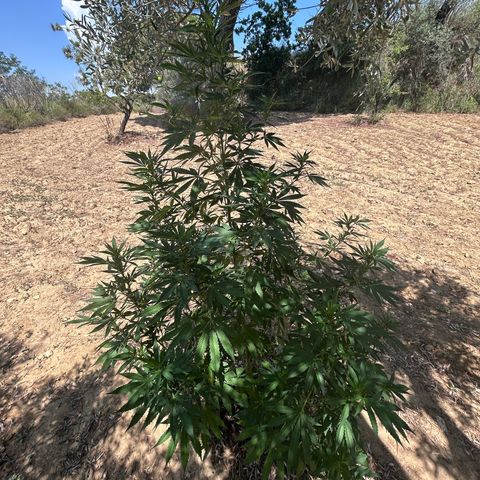San Miguel growlog timeline photo