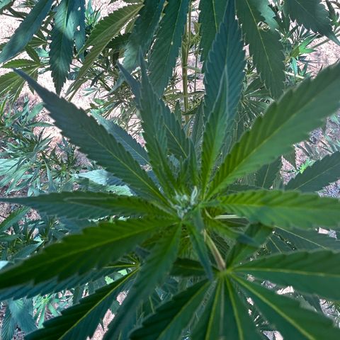 San Miguel growlog timeline photo