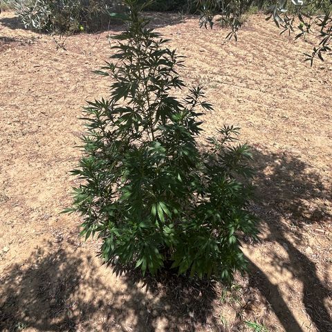 San Miguel growlog timeline photo
