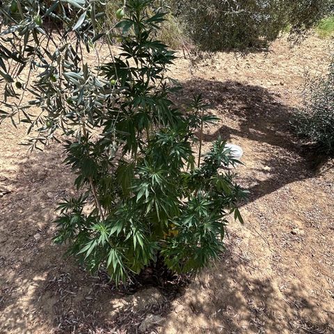 San Miguel growlog timeline photo