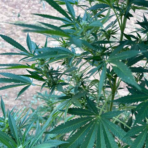 San Miguel growlog photo: Quarta spruzzata olio di neem, mi arriva ai capelli; tripac 8/5/5ml