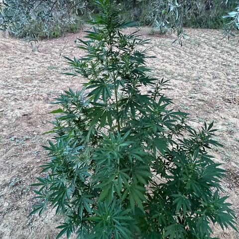 San Miguel growlog photo: Quarta spruzzata olio di neem, mi arriva ai capelli; tripac 8/5/5ml