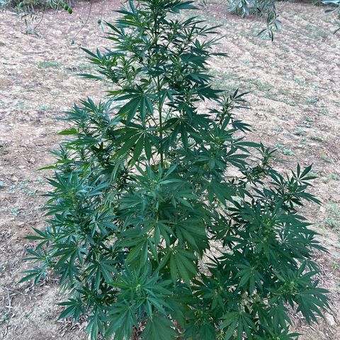 San Miguel growlog photo: Quarta spruzzata olio di neem, mi arriva ai capelli; tripac 8/5/5ml