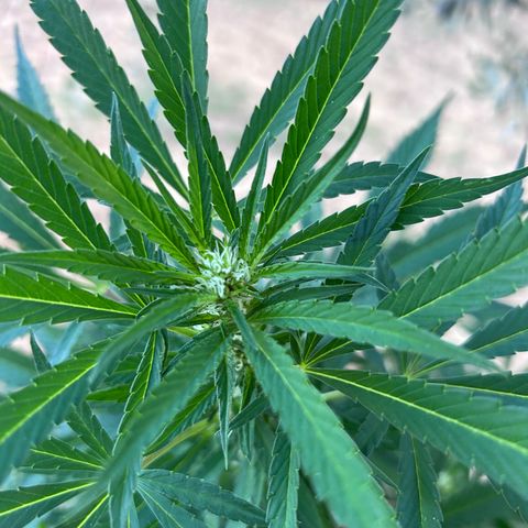 San Miguel growlog photo: Quarta spruzzata olio di neem, mi arriva ai capelli; tripac 8/5/5ml
