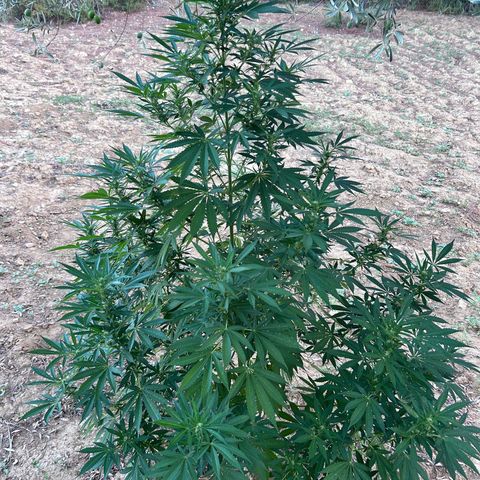 San Miguel growlog photo: Quarta spruzzata olio di neem, mi arriva ai capelli; tripac 8/5/5ml