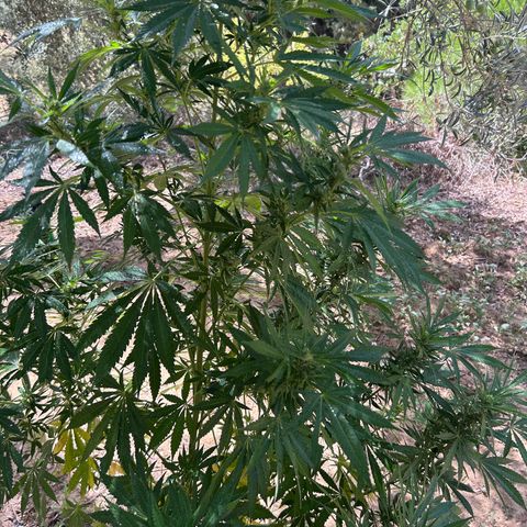 San Miguel growlog photo: Prima Volta spritzers nevulozzata 2ml top crop
