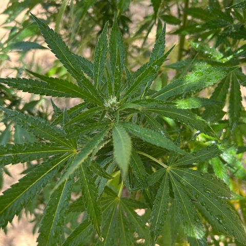 San Miguel growlog photo: Prima Volta  nebulizzata 2ml top crop

